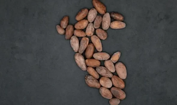 Peru Cacao Beans – A Treasure Of Flavor And Tradition