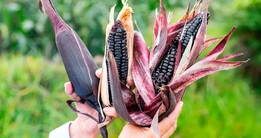 Peru purple corn andean region