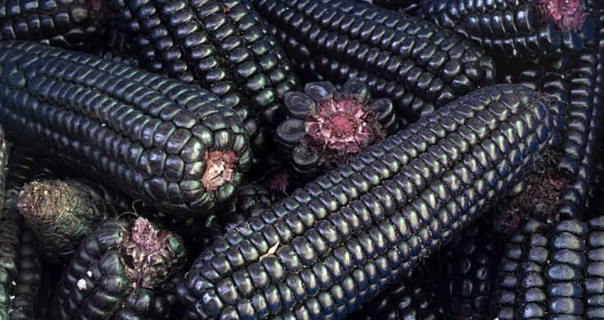 Peru purple corn characteristics