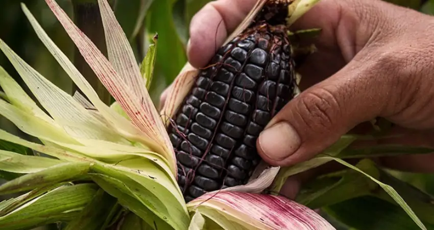 Peru purple corn coast region