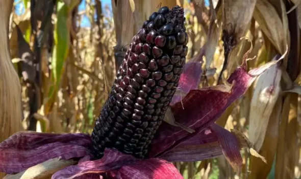 Peru Purple Corn – A Superfood Rich In Tradition And Nutrition