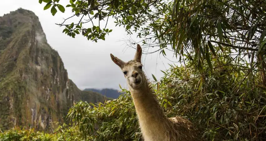 traveling to peru in april machu picchu