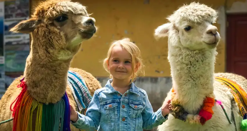 A little girl stands beside two llamas, showcasing a delightful moment in a family friendly luxury hotel in Peru.