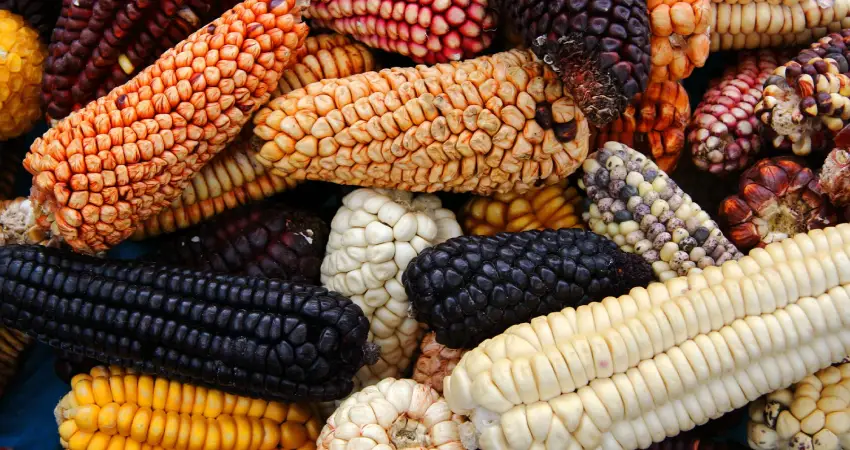 foodie vacation to peru corn