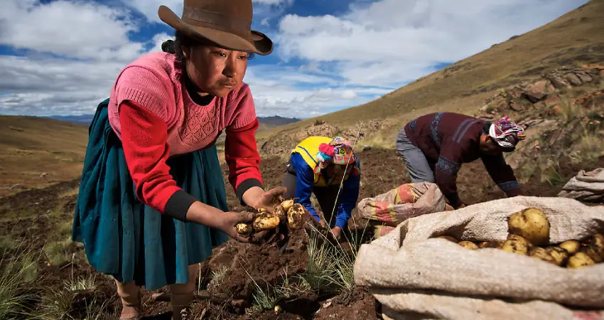 A woman in a hat and skirt harvesting potatoes during a private tour in Peru's scenic countryside.