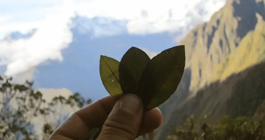 A hand presents a coca leaf in front of the stunning mountains of Cusco, Peru, highlighting the region's natural splendor.