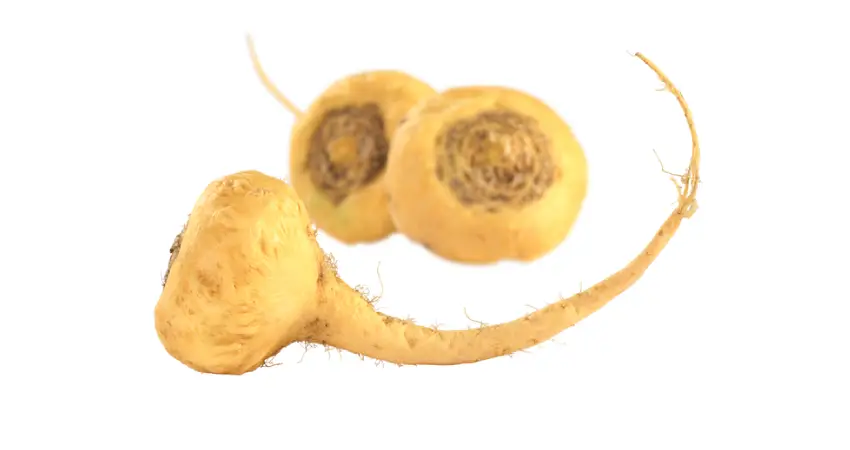 maca root from peru yellow maca