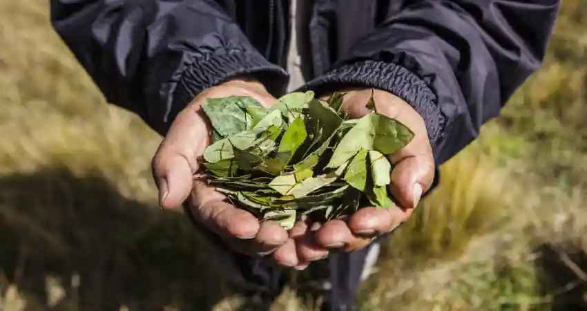 drugs in peru coca leaf