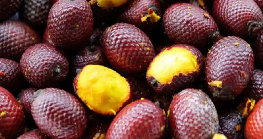 Fruits of Peru - aguaje