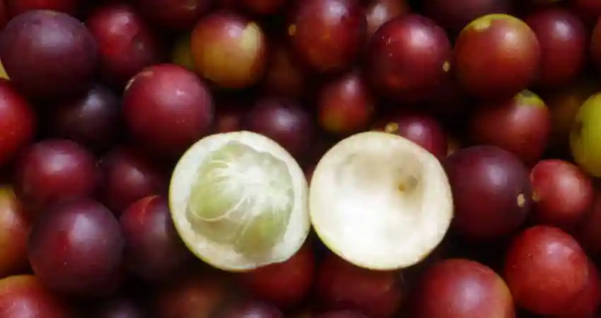 fruits of peru camu camu