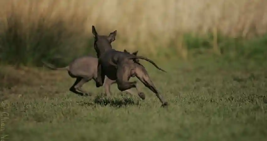 hairless peruvian dog intro