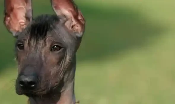 The Hairless Peruvian Dog: Peru’s Ancient And Sacred Canine