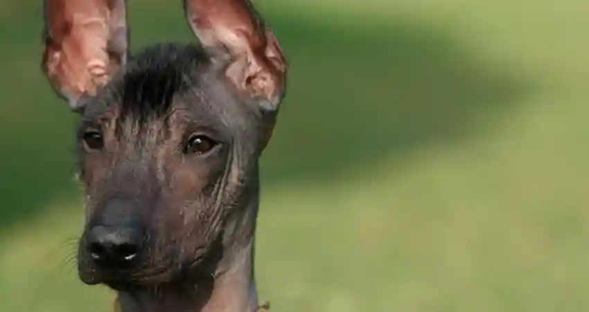 Close-up of a Hairless Peruvian Dog with its ears perked up, showcasing its unique features and attentive expression.