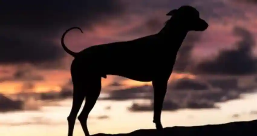 hairless peruvian dog role in civilization