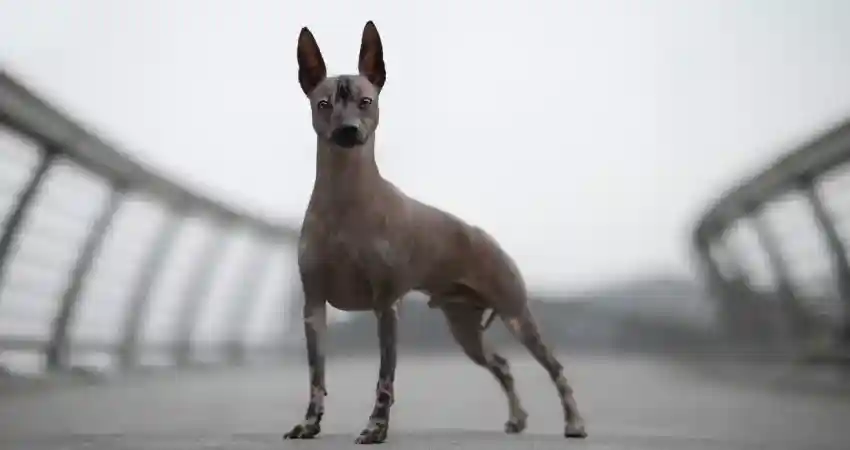 hairless peruvian dog size