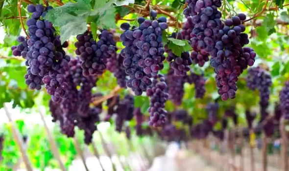 Peruvian Grapes: South America’s Sweet Treasure