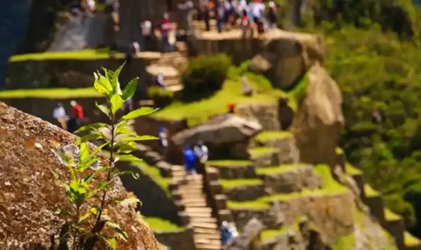 Weather At Machu Picchu In August: The Ultimate Traveler’s Guide