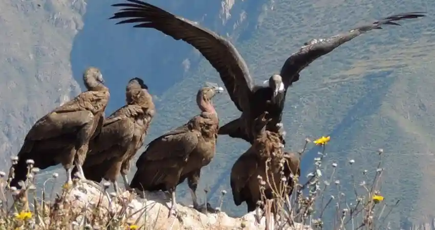 weather in peru in august colca canyon